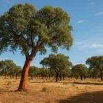 Portugal’s Cork Forests: A Timeless Solution for a Sustainable Future