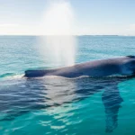 Scientists Decode the Complete Genome of the Blue Whale: Unlocking the Secrets of a Giant