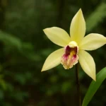 The Unpredicted Bloom: How a New Orchid Reveals Madagascar’s Secrets and Peril
