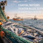 The Ocean’s Great Reckoning: A Global Awakening and the Monumental Task of Marine Restoration