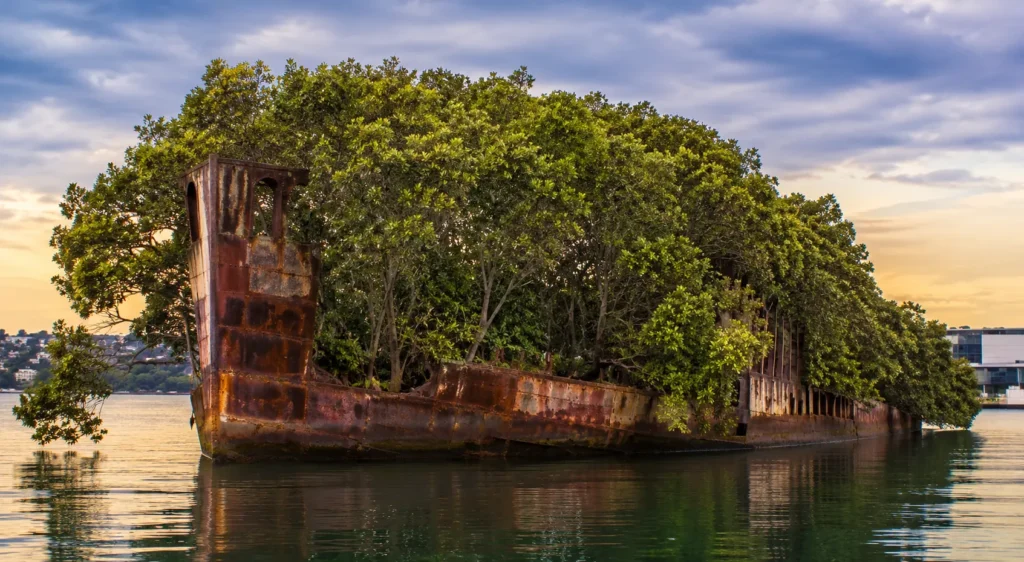 The Floating Forest: How a 102-Year-Old Shipwreck Became Australia’s Most Unlikely Jungle